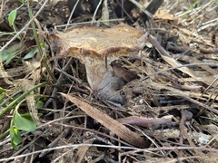 Leucopaxillus eucalyptorum