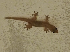 Lepidodactylus lugubris