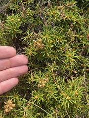 Rhododendron tomentosum