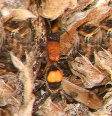 Dasymutilla campanula