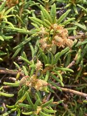 Rhododendron tomentosum