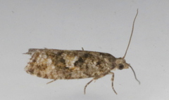 Zeiraphera canadensis