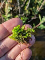 Scapania irrigua