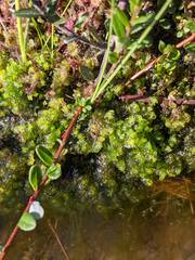 Scapania irrigua