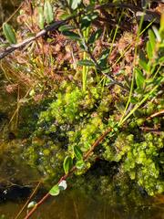 Scapania irrigua