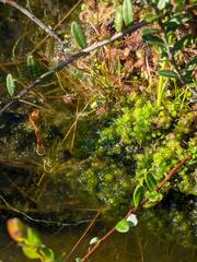 Scapania irrigua