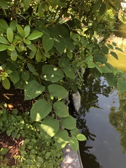 Reynoutria japonica