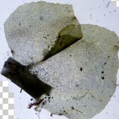 Scapania irrigua
