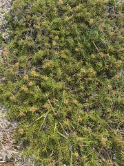 Rhododendron tomentosum