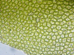 Scapania irrigua