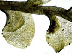Scapania irrigua