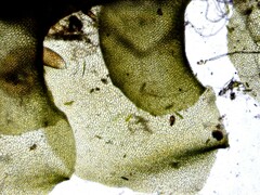 Scapania irrigua