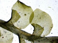 Scapania irrigua