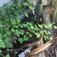 Ampelopsis glandulosa heterophylla
