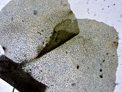Scapania irrigua