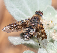 Thyridanthrax nugator