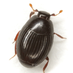 Epierus