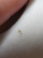 Thomisidae