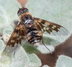 Thyridanthrax nugator