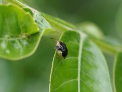 Deloyala guttata