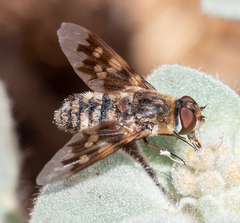 Thyridanthrax nugator