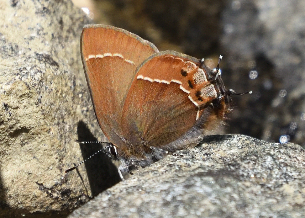 Johnson’s Hairstreak