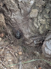 Plectrodera scalator