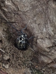 Plectrodera scalator