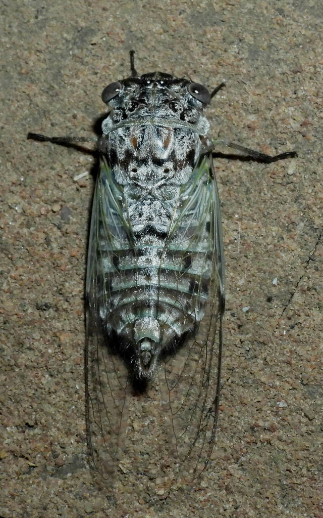 Ariasa nigrovittata