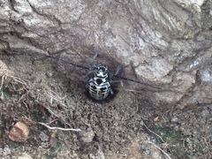 Plectrodera scalator