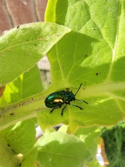 Chrysochus auratus
