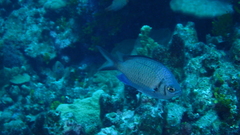 Chromis alpha