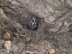 Plectrodera scalator