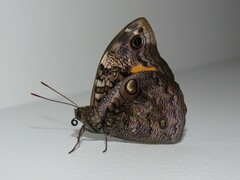 Opsiphanes invirae amplificatus