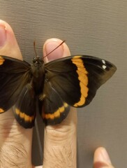 Opsiphanes invirae amplificatus