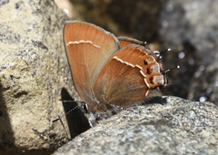 Callophrys johnsoni