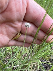 Lachnocaulon