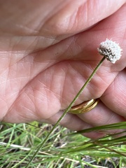 Lachnocaulon