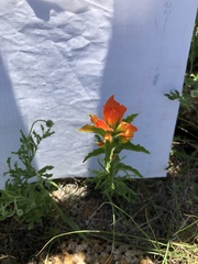 Castilleja glandulosa