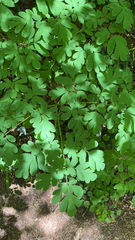 Corydalis scouleri