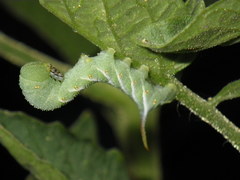 Manduca sexta