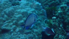 Chromis alpha