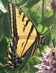 Papilio multicaudata
