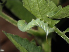 Manduca sexta