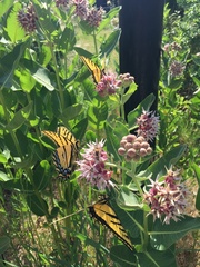 Papilio multicaudata