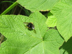 Bombus caliginosus