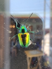 Chrysochus auratus