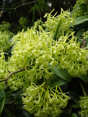 Epidendrum chlorocorymbos