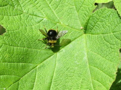 Bombus caliginosus