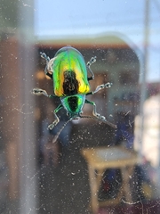 Chrysochus auratus